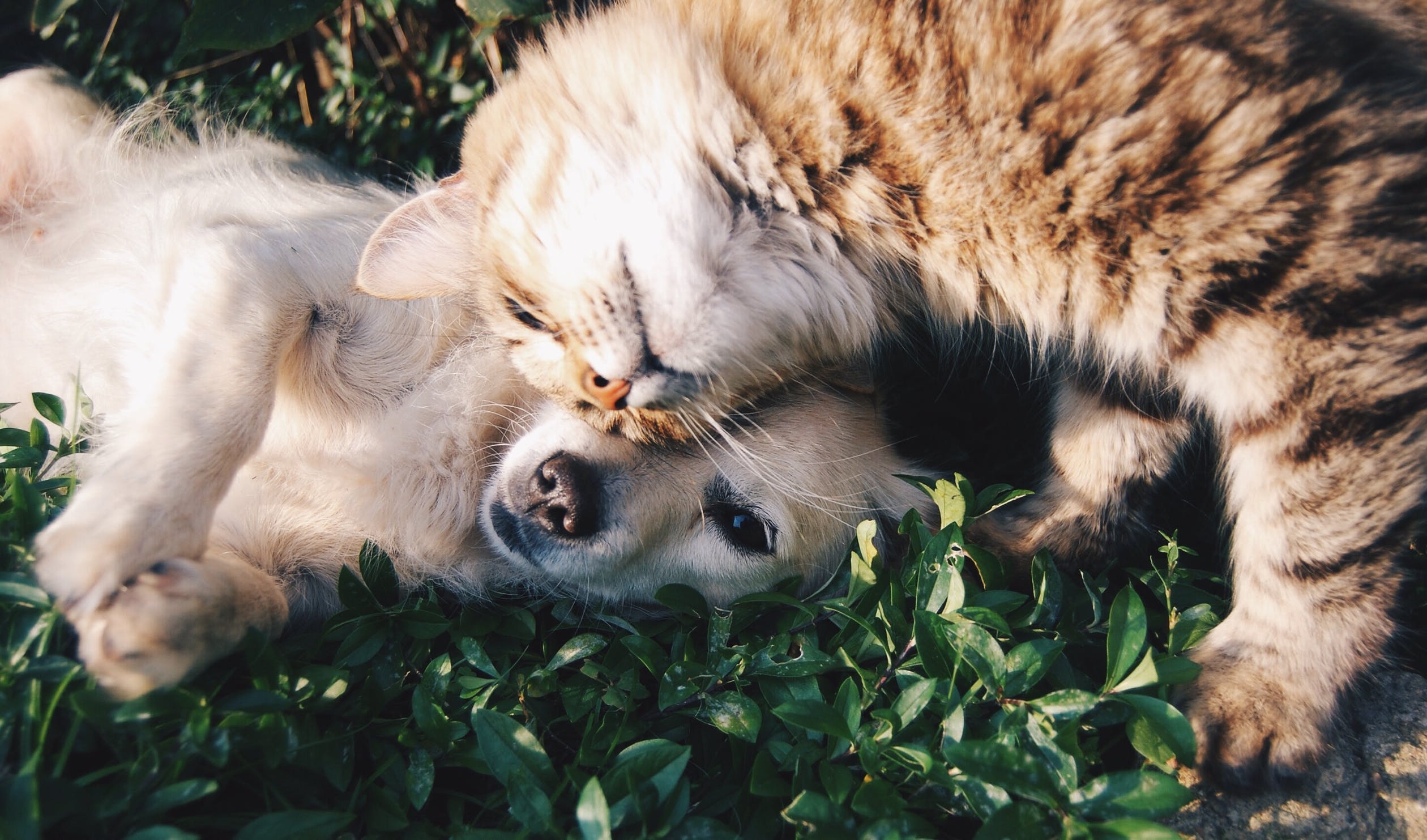 artykuły dla zwierząt pies i kot na łące